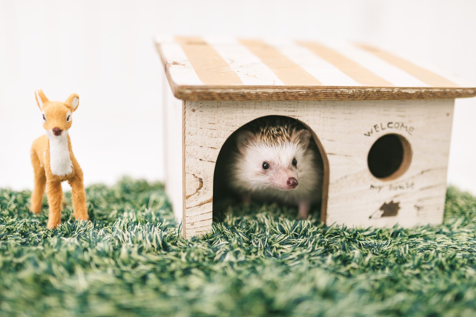 木製の小屋から顔を出すハリネズミが緑の芝生の上にいる