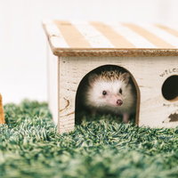 木製の小屋から顔を出す自宅警備ハリネズミの写真