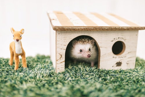 木製の小屋から顔を出す自宅警備ハリネズミ