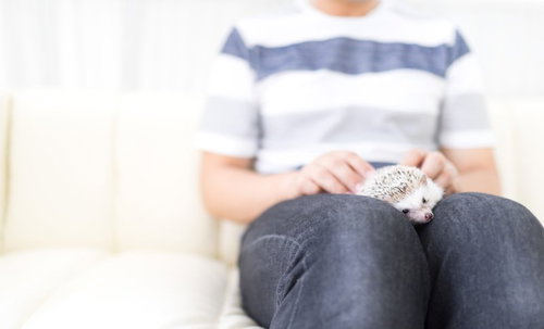 膝の上で丸くなってくつろぐハリネズミの癒しのふれあい