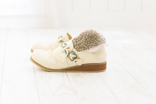 靴にすっぽり隠れるハリネズミの横顔