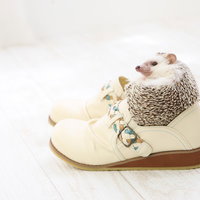人間の白いスニーカーにはまり込むハリネズミの写真