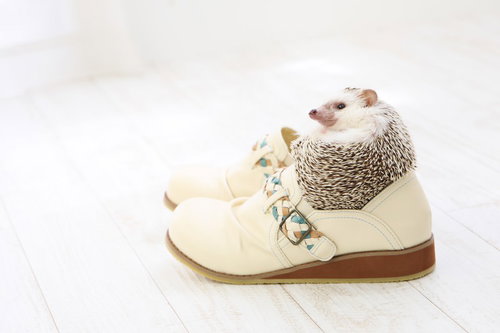 人間の白いスニーカーにはまり込むハリネズミ