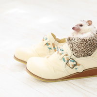 靴のサイズにちょうどいい！ まんまるハリネズミの写真