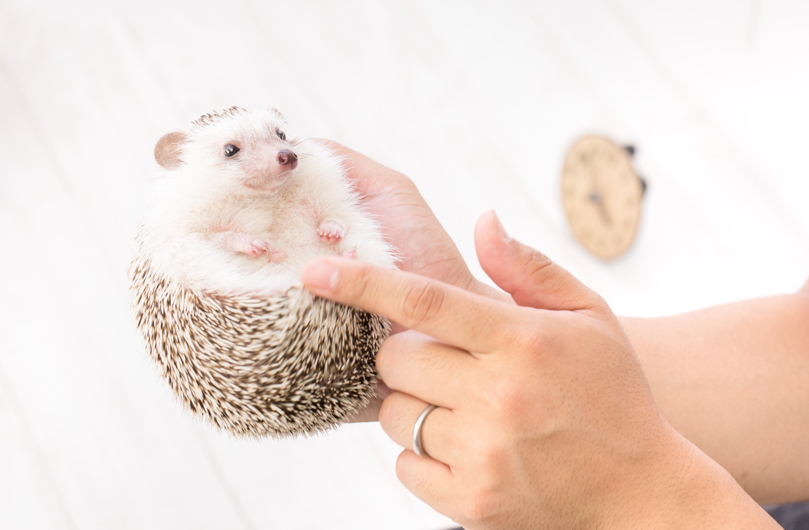 手のひらの上で丸くなっている小さなハリネズミ