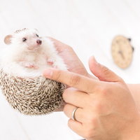 手のひらに乗るハリネズミの小さな手足と丸い姿の写真