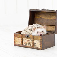 宝箱に入り込んだハリネズミの写真