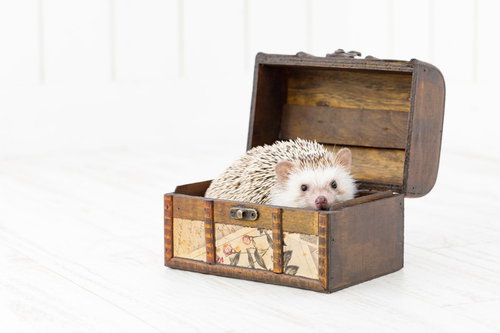 宝箱に入り込んだハリネズミ