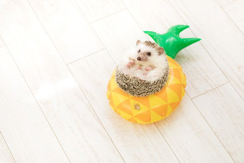 パイナップル型の浮き輪に入った丸いハリネズミ