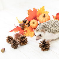 秋の紅葉と松ぼっくりに囲まれた小さなハリネズミの写真