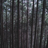 不気味な雑木林の密集した樹木が作り出す薄暗い森の風景の写真