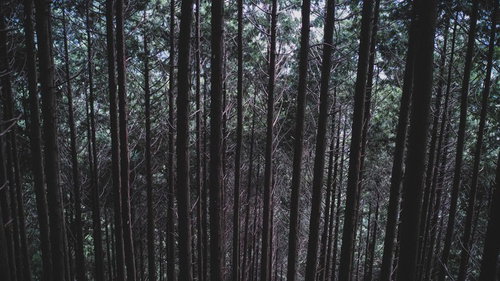 不気味な雑木林の密集した樹木が作り出す薄暗い森の風景の写真