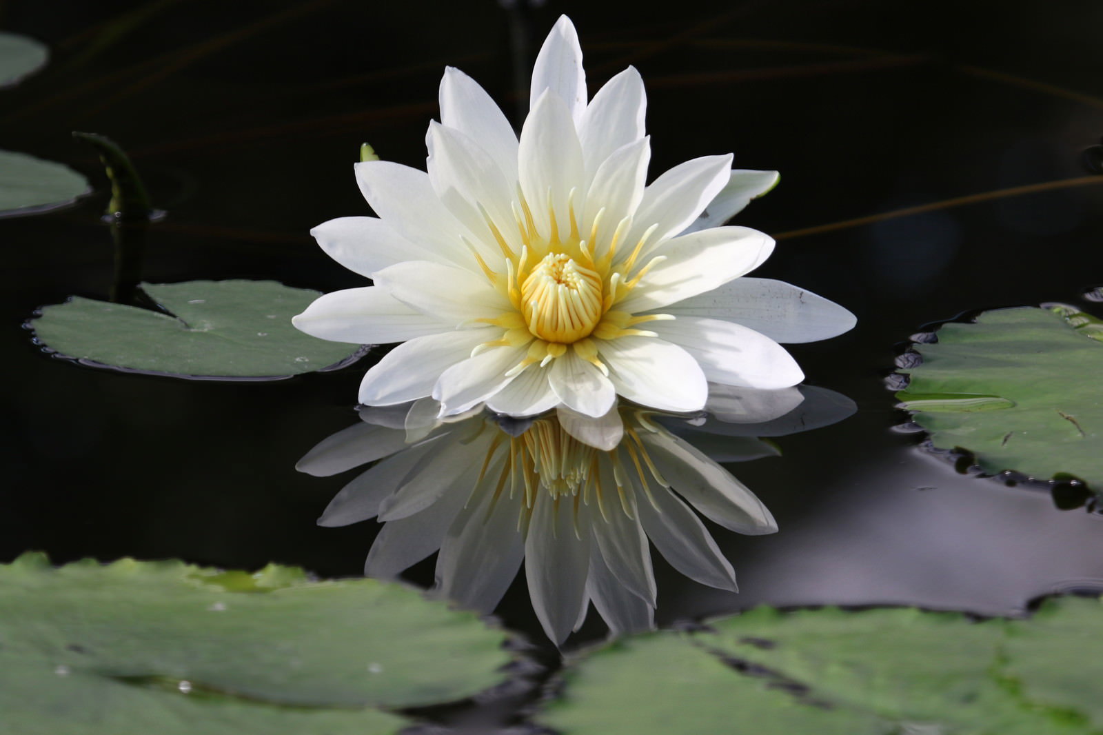 水面に咲く白い睡蓮の花と緑の葉が水に映り込んでいる様子