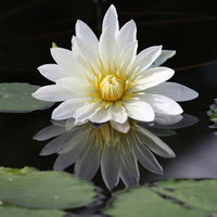 触手のような白い睡蓮の花弁が水面に映る緑の葉に囲まれた姿の写真