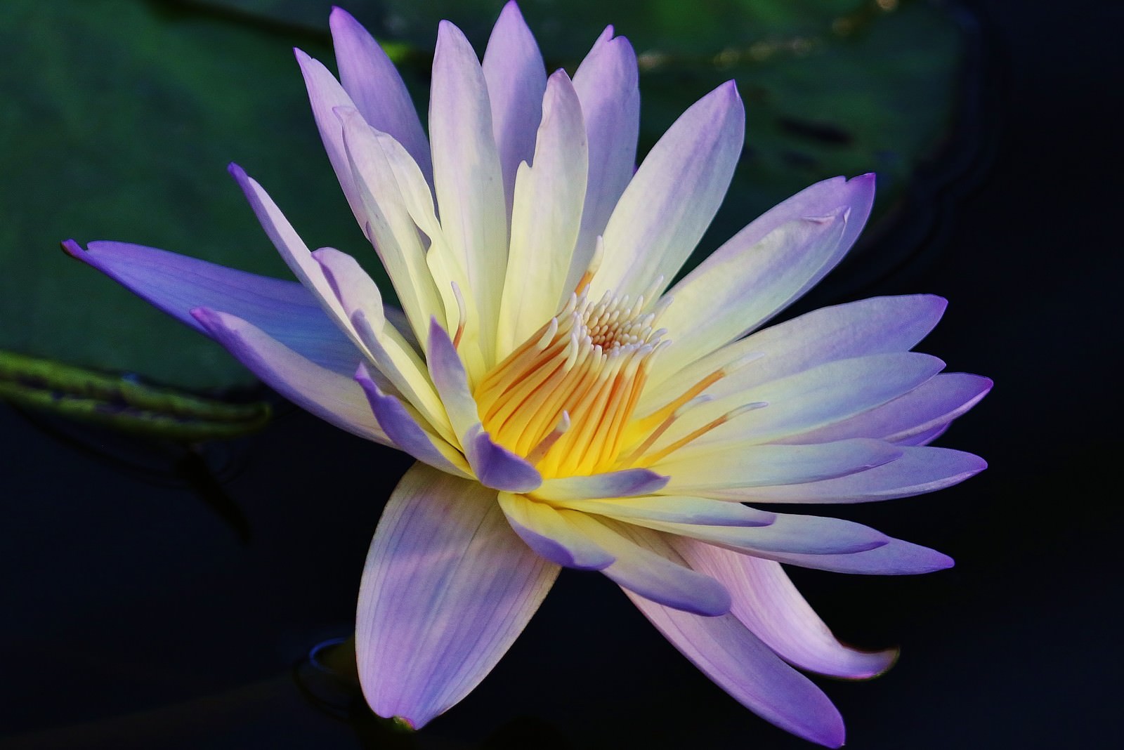 水面に咲く薄紫色の睡蓮の花、黄色い雄しべが目立つ美しい水生植物