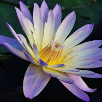水面に浮かぶ紫色の睡蓮の花の写真