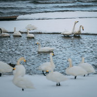 冬の猪苗代湖に集う白鳥たちと結氷した湖畔の写真