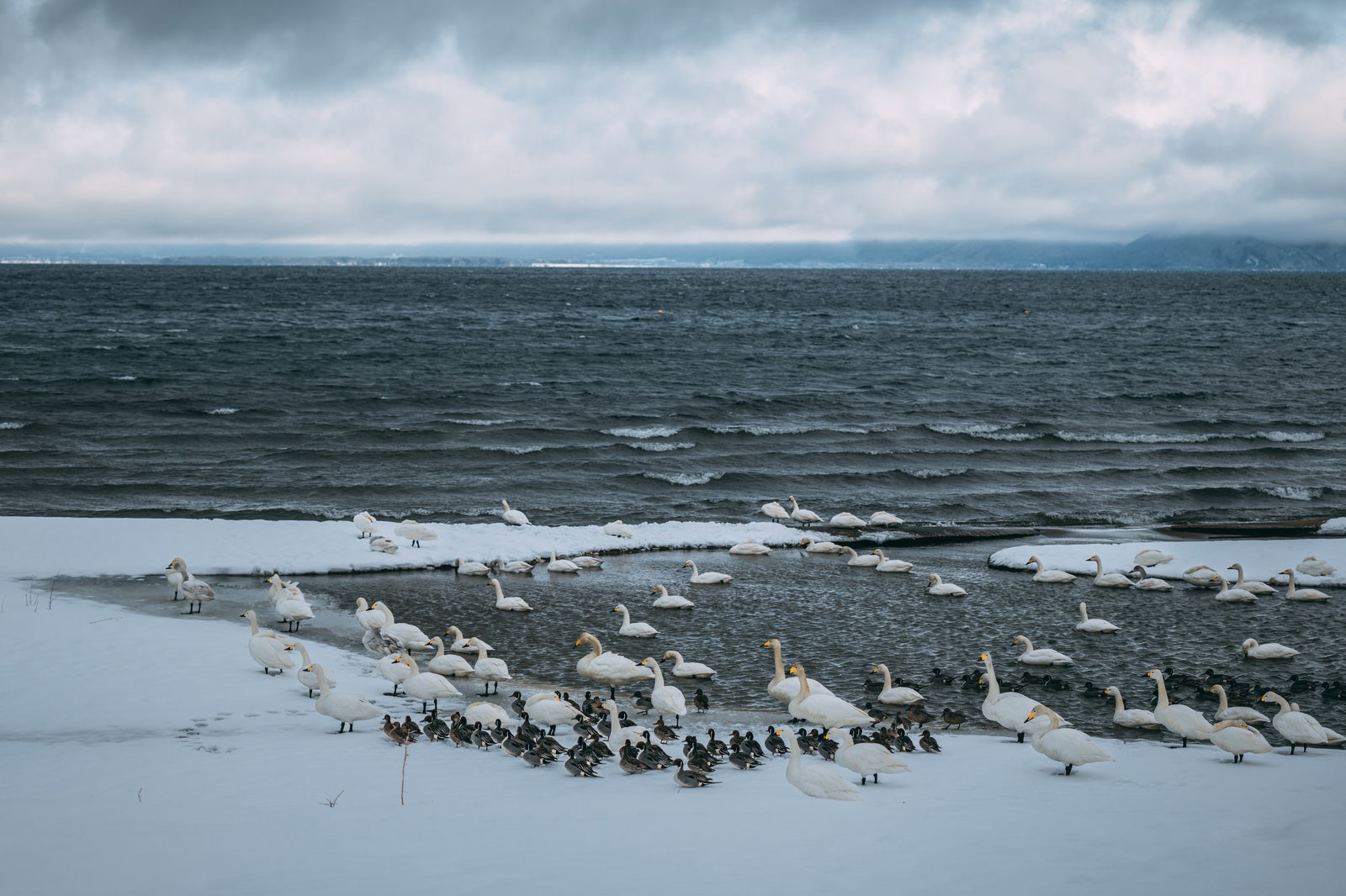 雪が積もった浜辺に集まる多数の白鳥と鴨。背景は波立つ湖と遠くの山