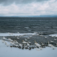 真冬の郡山市・青松浜湖水浴場に群れる白鳥と鴨の写真