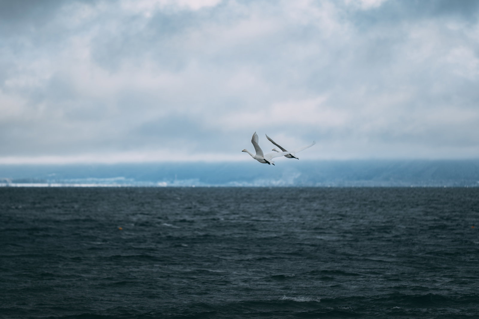 猪苗代湖上空を飛ぶ2羽の白鳥と青い湖面の風景