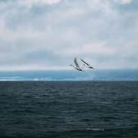 猪苗代湖上空を飛翔する白鳥～冬の渡り鳥の写真