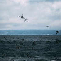 猪苗代湖から空へ舞い上がる白鳥の群れ-冬の渡り鳥の写真