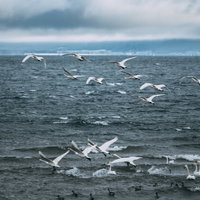 猪苗代湖の水面から一斉に飛び立つ白鳥の群れの写真