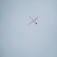 翼を広げた白鳥の飛び立ちと飛翔、青空での滑空する姿の写真