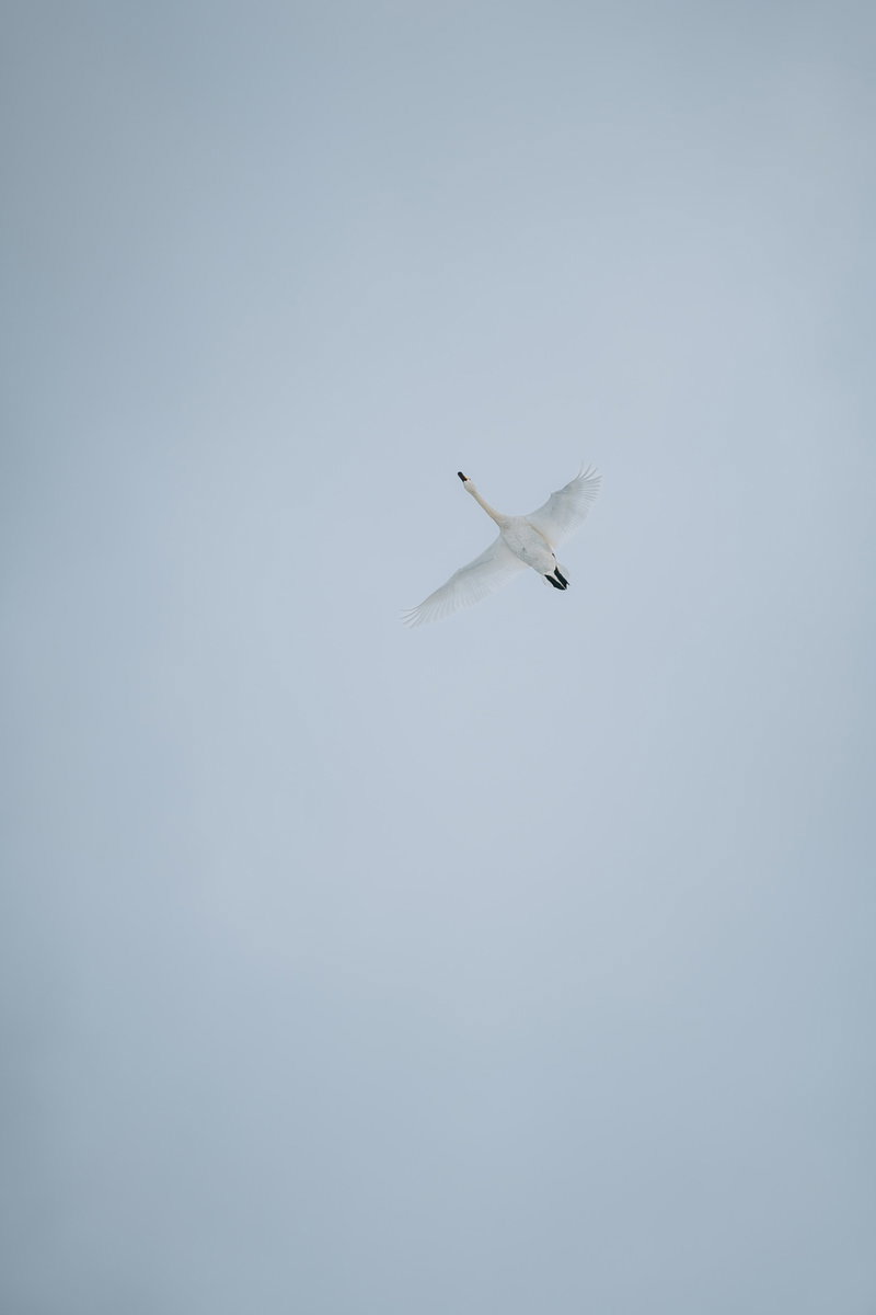 翼を広げて青空を飛ぶ白い白鳥