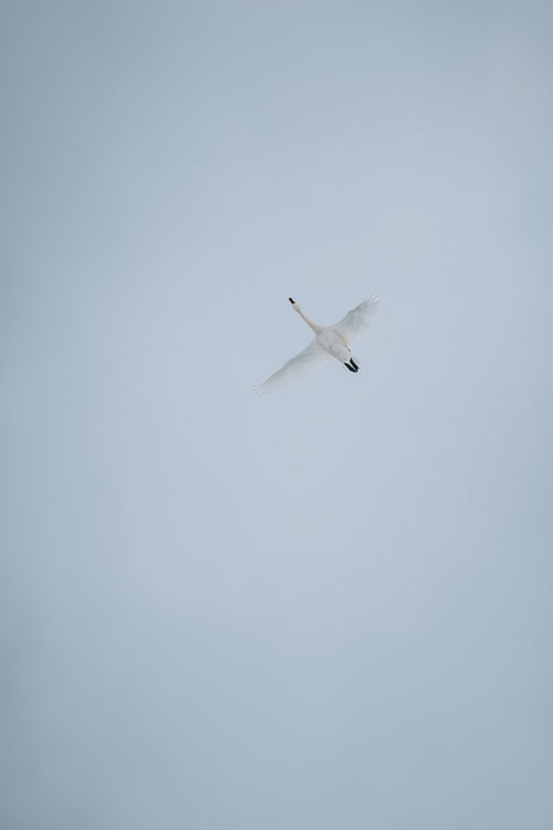 翼を広げた白鳥の飛び立ちと飛翔、青空での滑空する姿