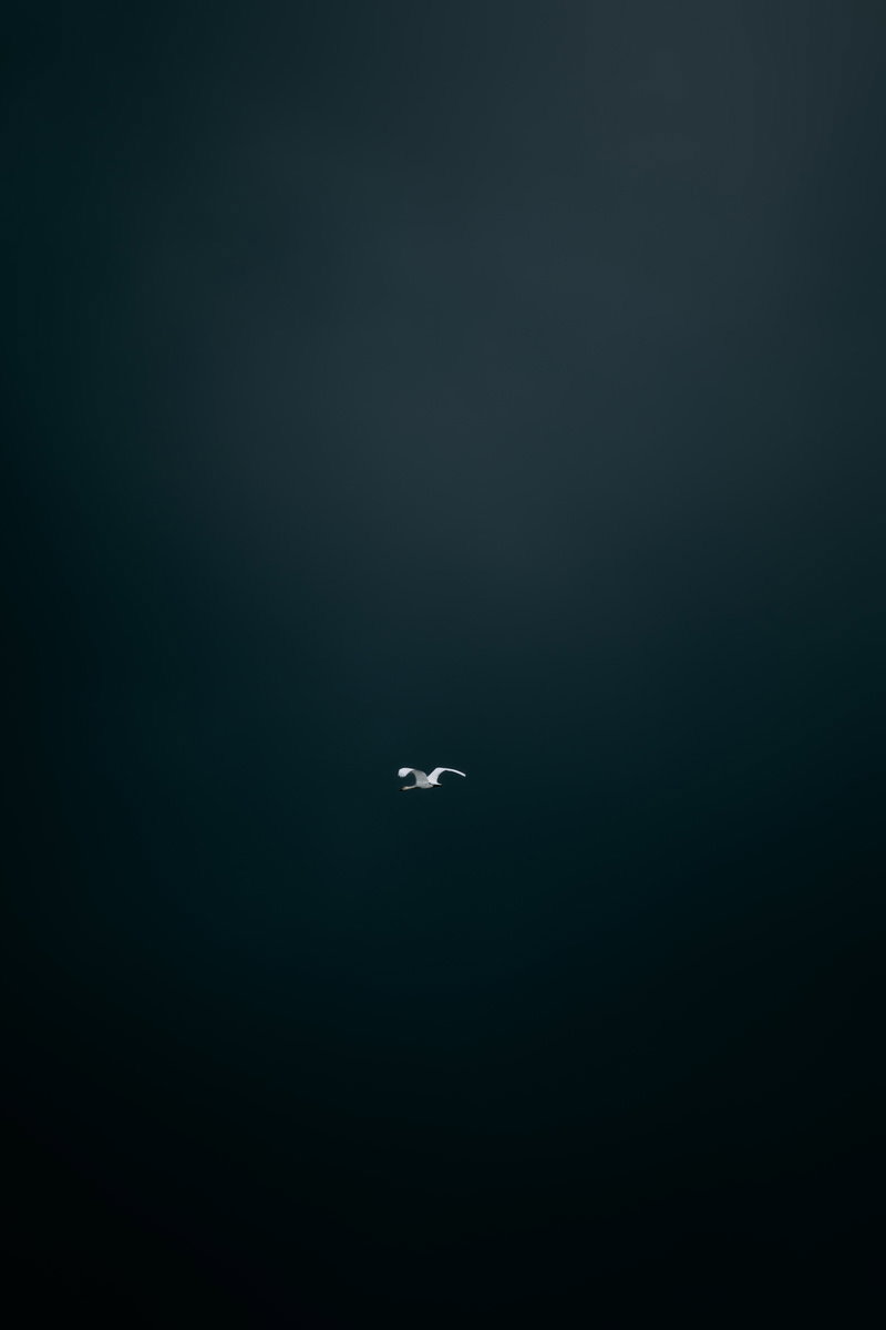 暗い空を背景に羽を広げて飛び立つ白い白鳥