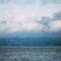 猪苗代湖から空へ飛び立つ白鳥の群れ、冬の渡り鳥の写真