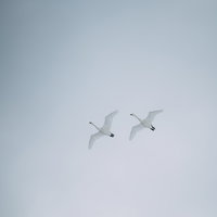 青空を舞い上がる白鳥たちの写真