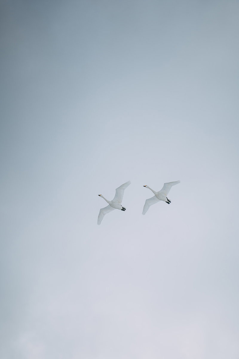 青い空を飛ぶ2羽の白鳥が翼を広げて飛行している