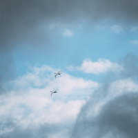 雲間を翔ける白鳥の飛翔：渡り鳥の季節の営みの写真