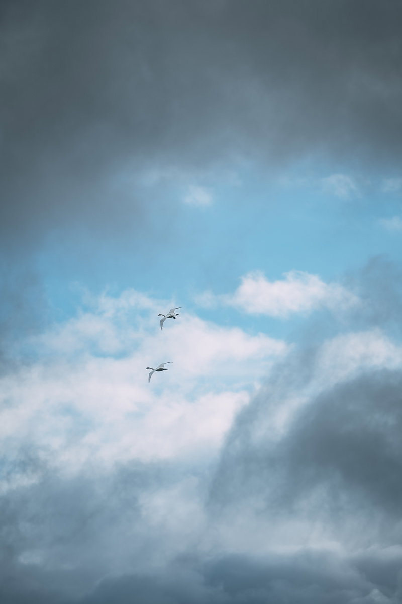 青い空と白い雲の中を飛ぶ2羽の白鳥