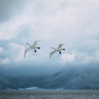猪苗代湖の空を飛ぶ白鳥の着水態勢と冬景色の写真