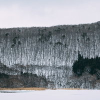 雪に覆われた山腹の裸木と常緑樹が織りなす冬の風景の写真