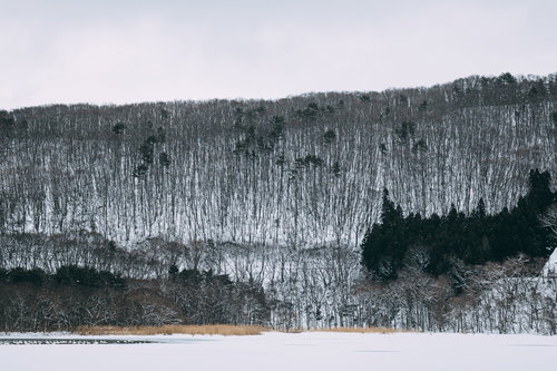雪に覆われた山腹の裸木と常緑樹が織りなす冬の風景
