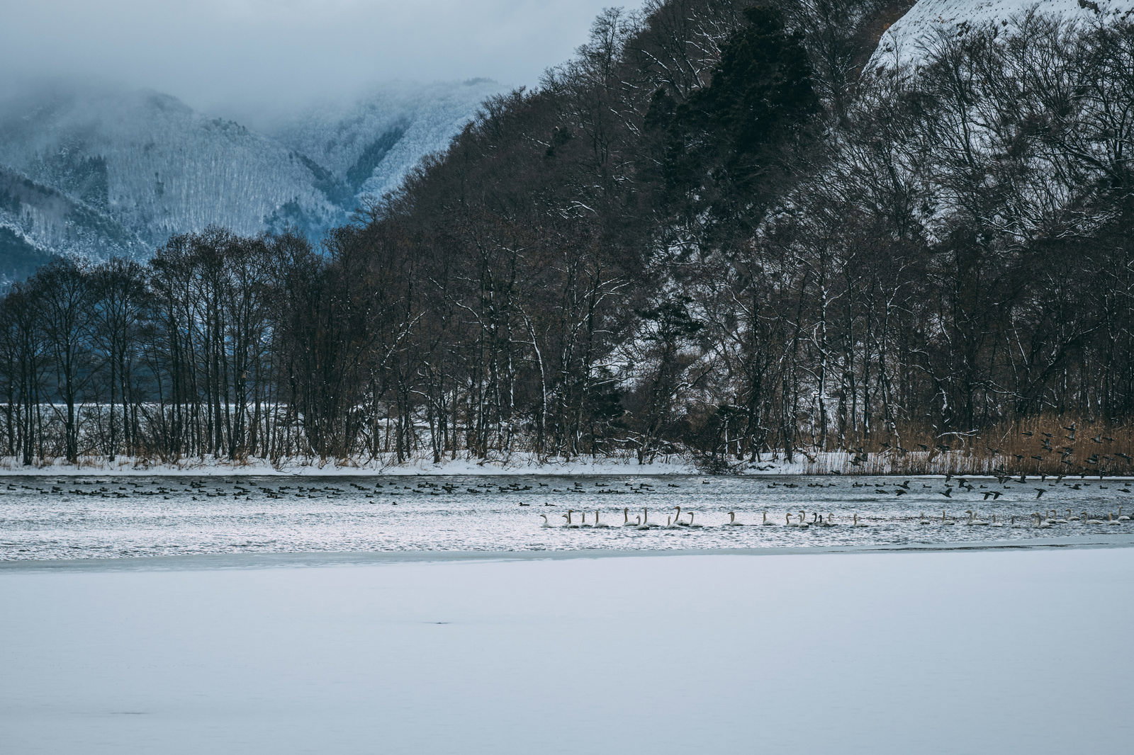 雪の積もった樹木に囲まれた猪苗代湖に浮かぶ複数の白鳥と雪山