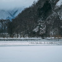 冬の猪苗代湖に集う白鳥たちと雪山の写真