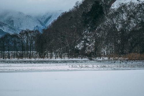 冬の猪苗代湖に集う白鳥たちと雪山