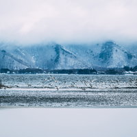 猪苗代湖の冬景色に飛び立つ白鳥たちと雪山の風景の写真