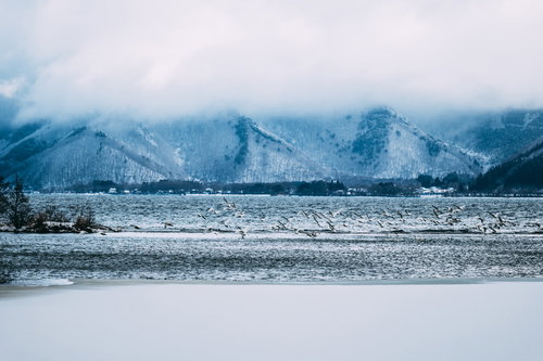 猪苗代湖の冬景色に飛び立つ白鳥たちと雪山の風景