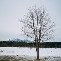 雪原に立つ枯れ木と磐梯山の写真