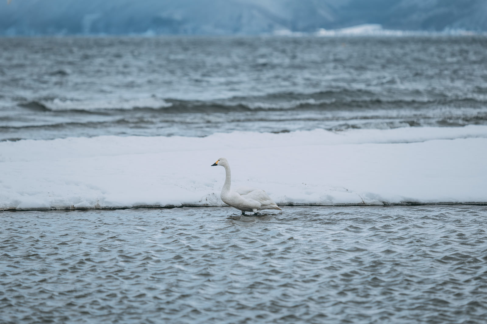 猪苗代湖の波立つ湖水に浮かぶ白い白鳥