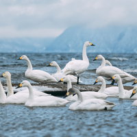 冬の猪苗代湖畔に集う白鳥の群れ、越冬地で休息する渡り鳥たちの写真