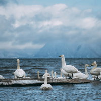 猪苗代湖の湖畔で群れをなす白鳥たちの冬景色の写真