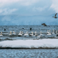 猪苗代湖の白鳥と飛翔する鴨 冬の野鳥風景の写真