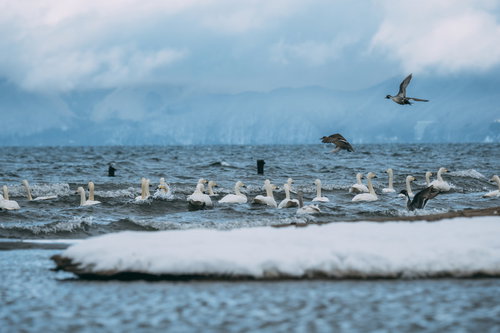 猪苗代湖の白鳥と飛翔する鴨 冬の野鳥風景